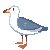 RandomSeagull avatar