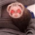 SpringlesSprangles avatar